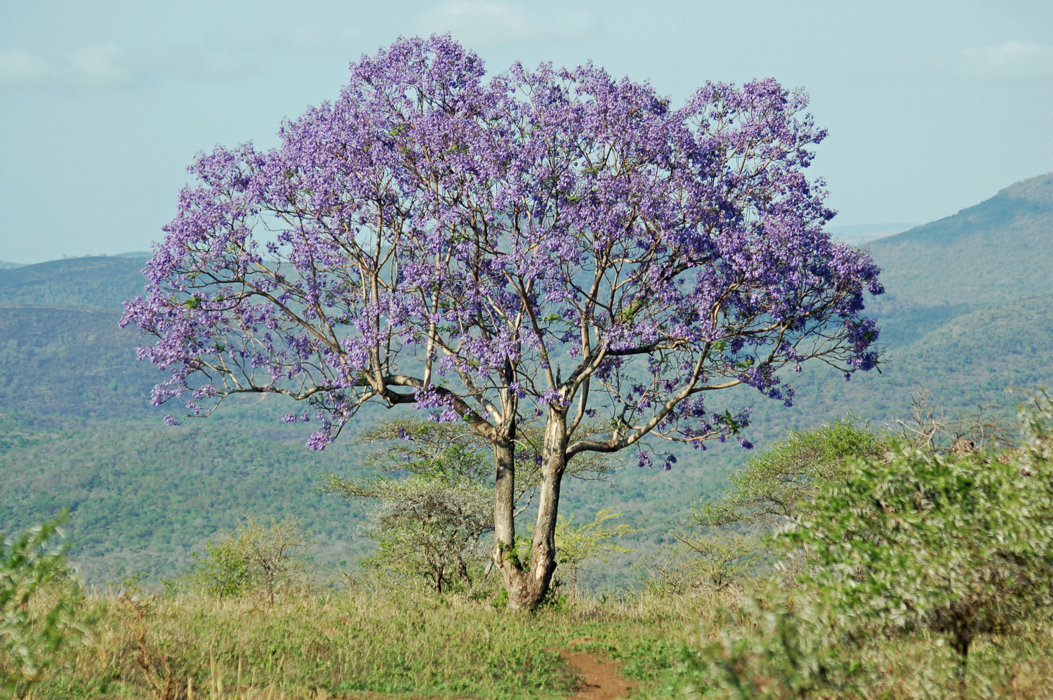Jacaranda boom