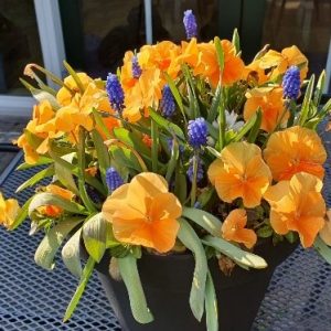 2025 Orange the World bollenpot of -mand