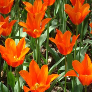Orange the World 2026 - biologische oranje tulpenbollen