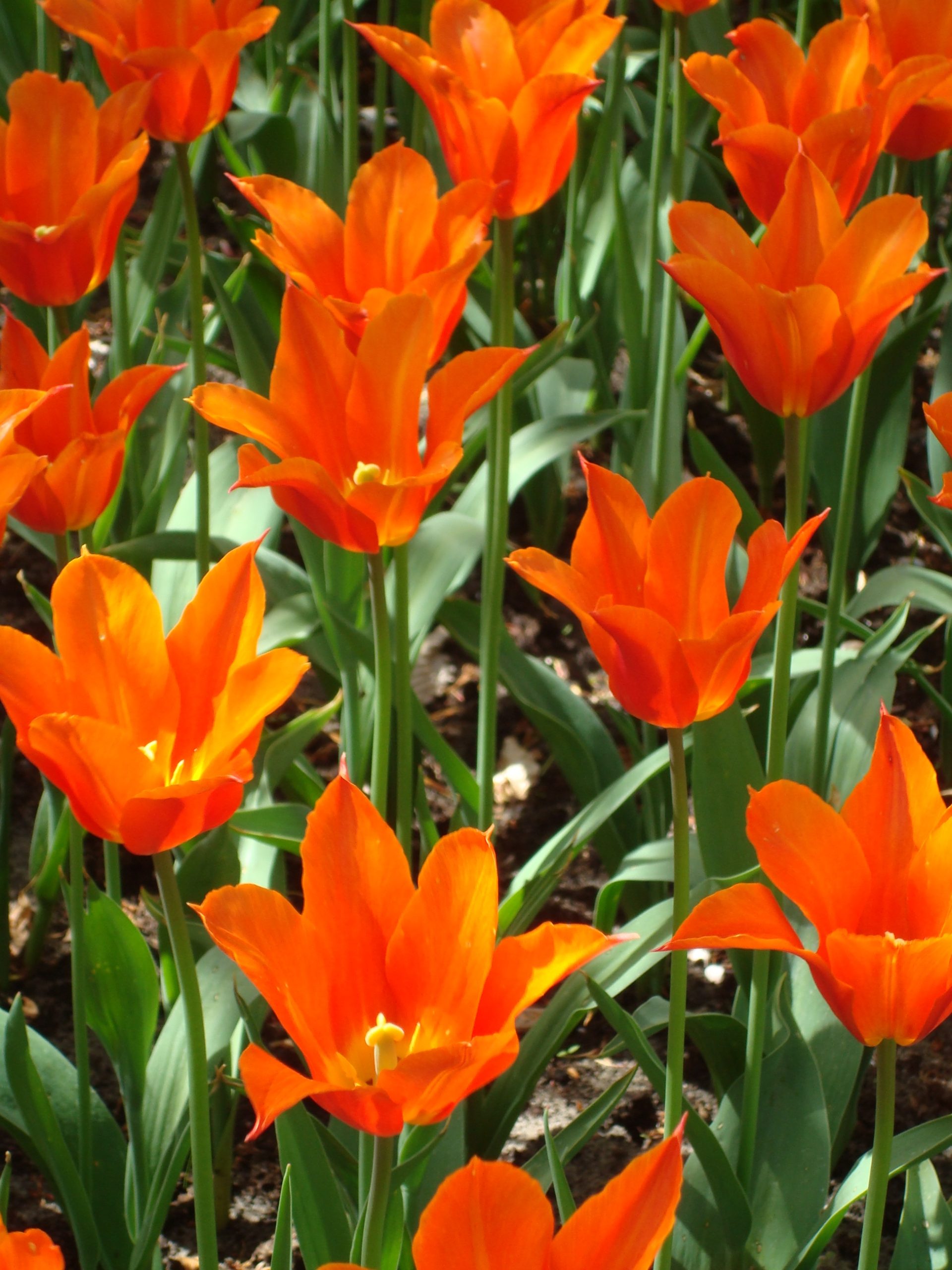 Orange the World 2026 - biologische oranje tulpenbollen