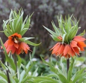 2026 Orange the World 'Keizerskroon' (‘Fritillaria imperialis’)