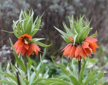 2026 Orange the World 'Keizerskroon' (‘Fritillaria imperialis’)