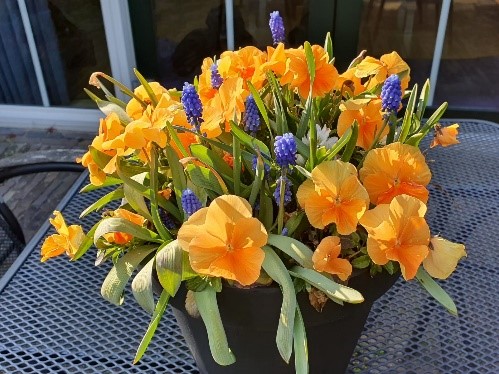 2026 Orange the World bollenpot of -mand