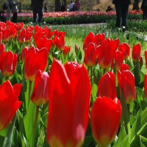 'Soroptimist'-tulp