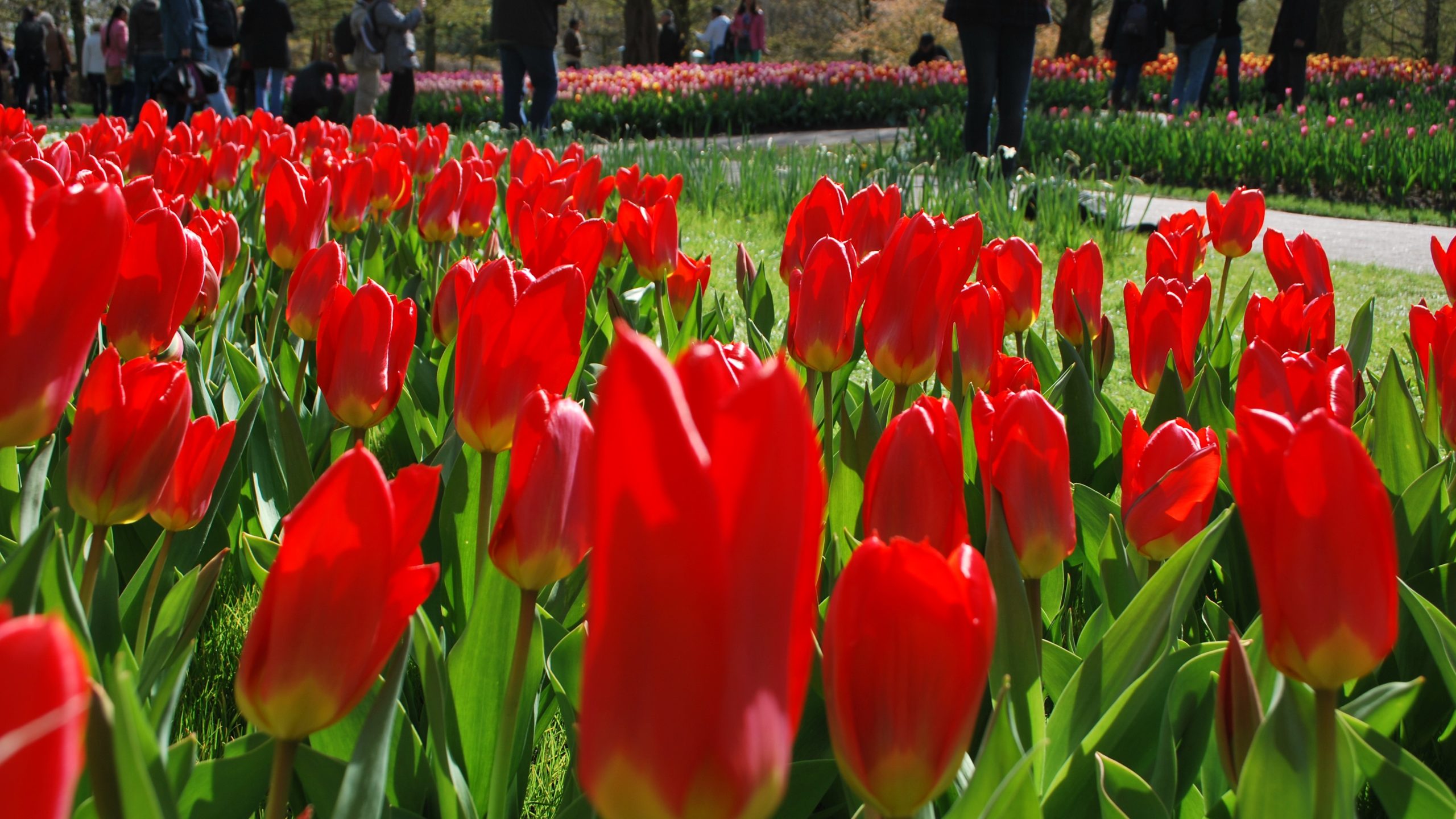 'Soroptimist'-tulp