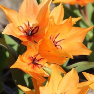2026 Orange the World 'Shogun'-tulpen