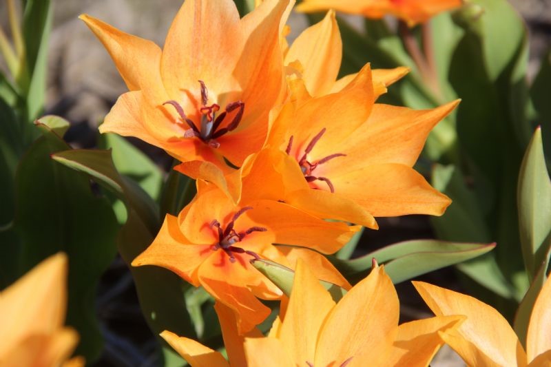 2026 Orange the World 'Shogun'-tulpen